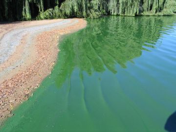 Webinar about algae analysis